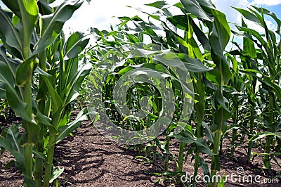 Crops of hybrid maize_3 Stock Photo