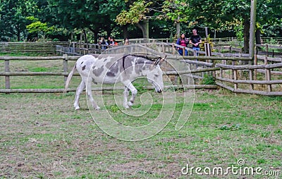 Cross bred donkey walking in paddock at Mudcute Farm Editorial Stock Photo