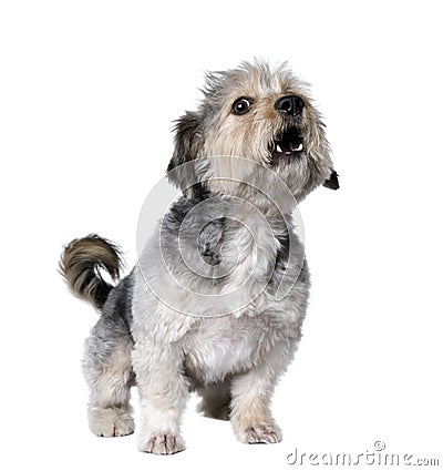 Cross Breed dog barking, 4 years old Stock Photo