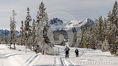 Cross country skiers glide through a forest in winter Stock Photo