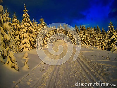 Cross country track in the spruce trees forest at winter daylight Stock Photo