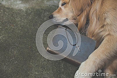 Cross with dog . Religion Concept Stock Photo
