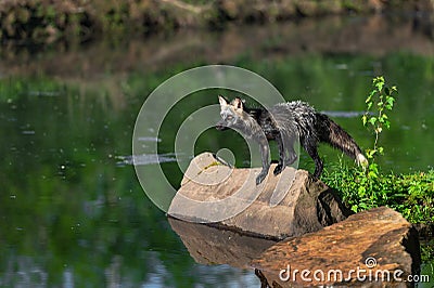 Cross Fox Adult Vulpes vulpes Intensely Looks Out Over Water Summer Stock Photo