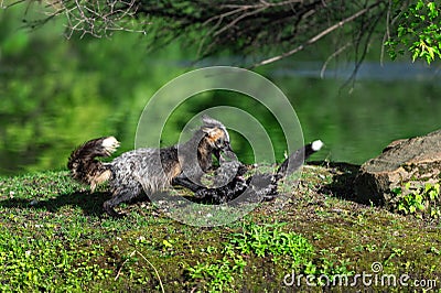 Cross Fox Adult Vulpes vulpes Rolls Kit on Island Summer Stock Photo