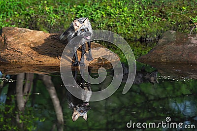 Cross Fox Vulpes vulpes Stands on Rock Kit and Adult Reflected in Water Summer Stock Photo
