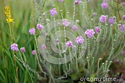 Cross-leaved heath Erica tetralix, flowering plant in a heath field Stock Photo