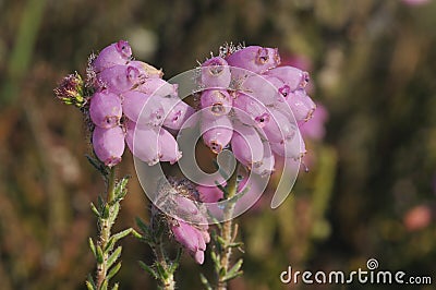 Cross-leaved Heath Stock Photo