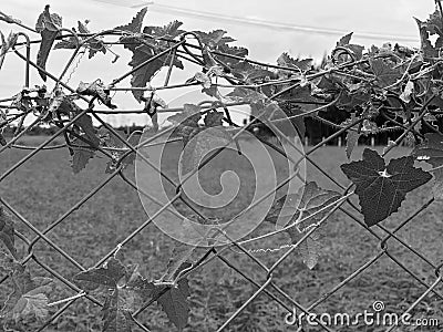 Cross link metal wire fencing grills covered with climber plant leaves with scenic background view. Wire fence with green leaves Stock Photo