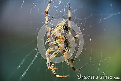 Cross Orbweaver spider macro Stock Photo