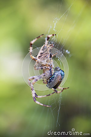 Cross Orbweaver spider macro Stock Photo