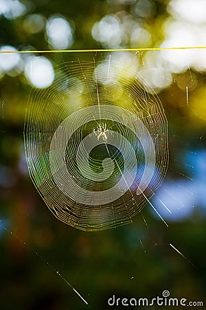 Cross Orbweaver Spider on a web with a blurred green background Stock Photo