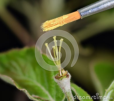 Cross pollination of apple flower with a watercolor brush. Stock Photo