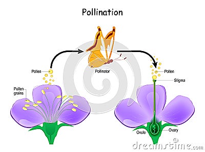 Cross-pollination using an animal of pollinator. butterfly and Anatomy of a flower Vector Illustration