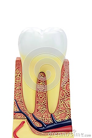 Cross section of a anatomical tooth model Stock Photo