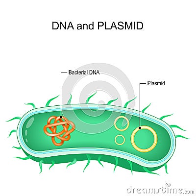 Cross section of bacteria with Bacterial dna and plasmids Vector Illustration