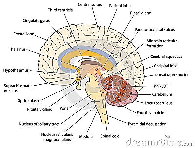 Cross section through the brain Vector Illustration