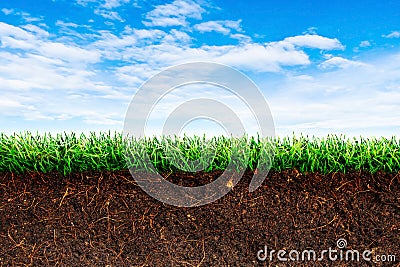 Cross section brown soil and green grass in underground. Stock Photo