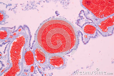 Cross section of the Cerebellum and Nerve human under the microscope for education. Stock Photo