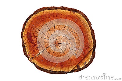 Cross section of cherry tree trunk Stock Photo