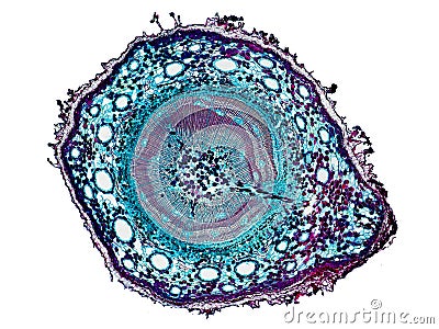 Cross section cut slice of plant stem under the microscope â€“ microscopic view of plant cells for botanic education Stock Photo