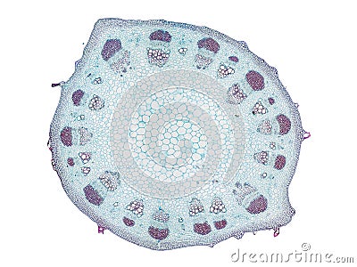 Cross section cut slice of plant stem under the microscope â€“ microscopic view of plant cells for botanic education Stock Photo