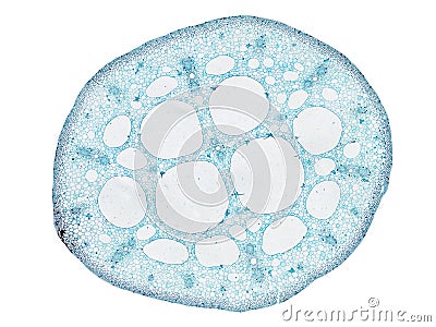 Cross section cut slice of plant stem under the microscope â€“ microscopic view of plant cells for botanic education Stock Photo