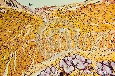 Cross section esophagus dog Stock Photo