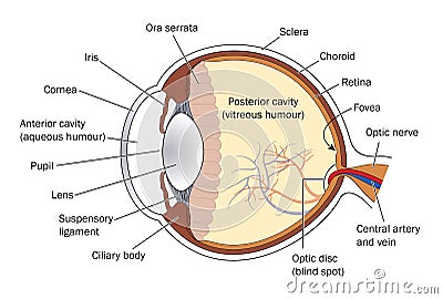 Cross section of the eye Vector Illustration