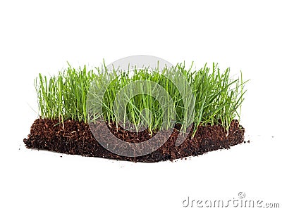 Cross-section of a green meadow isolated on white background Stock Photo