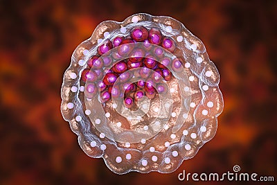 Cross-section of human blastocyst showing inner mass and trophoblast layers Cartoon Illustration