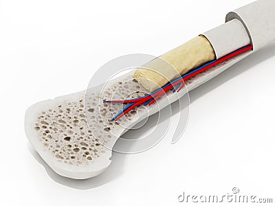 Cross section of a human bone showing bone marrow, spongy bone and blood vessels. 3D illustration Cartoon Illustration