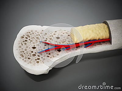 Cross section of a human bone showing bone marrow, spongy bone and blood vessels. 3D illustration Cartoon Illustration