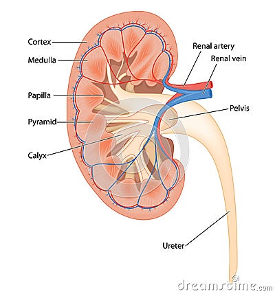 Cross section of human kidney Vector Illustration