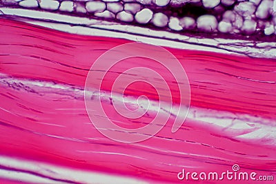 Cross section human tendon under microscope view for education histology Stock Photo