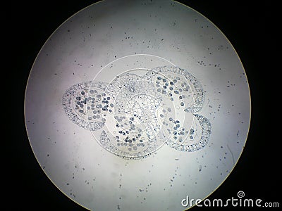 cross section of a lily anther. Stock Photo