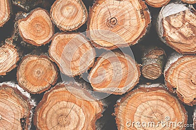 Cross section of many tree trunks. Matte colors Stock Photo