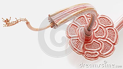 Cross section through a muscle with visible muscle fibers - anatomically correct- 3D Rendering Stock Photo
