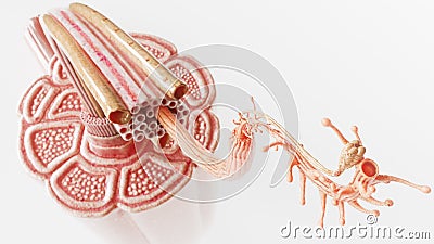 Cross section through a muscle with visible muscle fibers - anatomically correct- 3D Rendering Stock Photo