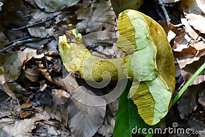 Ornate-stalked Bolete or Goldstalk Mushroom Stock Photo