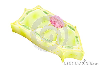 Cross section of plant cell isolated on white background Stock Photo