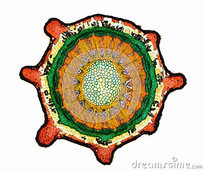 Cross section of a plant. Histological specimen Stock Photo