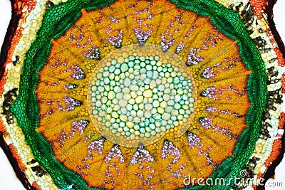 Cross section of a plant. Histological specimen Stock Photo