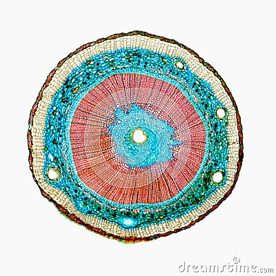 Cross section of a plant. Histological specimen Stock Photo