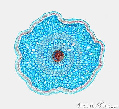 Cross section of a plant. Histological specimen Stock Photo