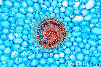 Cross section of a plant. Histological specimen Stock Photo