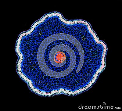 Cross section of a plant. Histological specimen Stock Photo