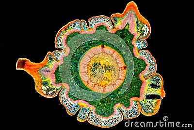 Cross section of a plant. Histological specimen Stock Photo