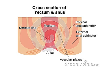 Cross section of rectum and anus / vector illustration Vector Illustration