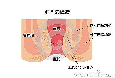 Cross section of rectum and anus / vector illustration Japanese Vector Illustration