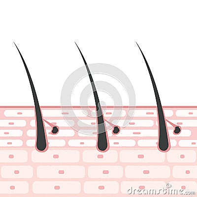 Cross section of the skin Illustrations Sebaceous glands Apocrine sweat glands Eccrine sweat glands Vector Illustration